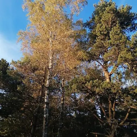 アパート Le Des Forets Enchantees Saint-Anthème