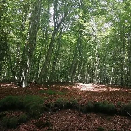 Le Des Forets Enchantees *